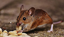 lawn-and-garden-pest-control Experts in Marstons Mills